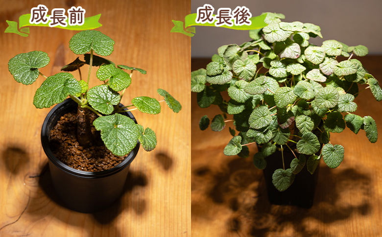 塊根植物 コチレドニス ペラルゴニウム - 物 常緑種 インテリア