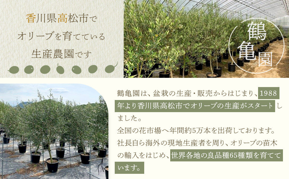 オリーブの木 XSサイズ 高さ80～100cm 372013_KB004（香川県高松市