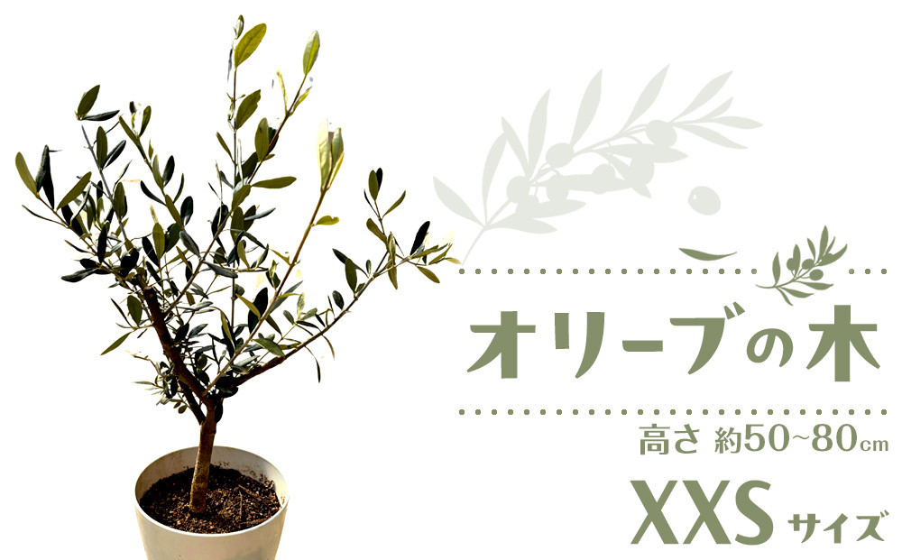 オリーブの木 XXSサイズ 高さ約50～80cm 372013_KB005（香川県高松市
