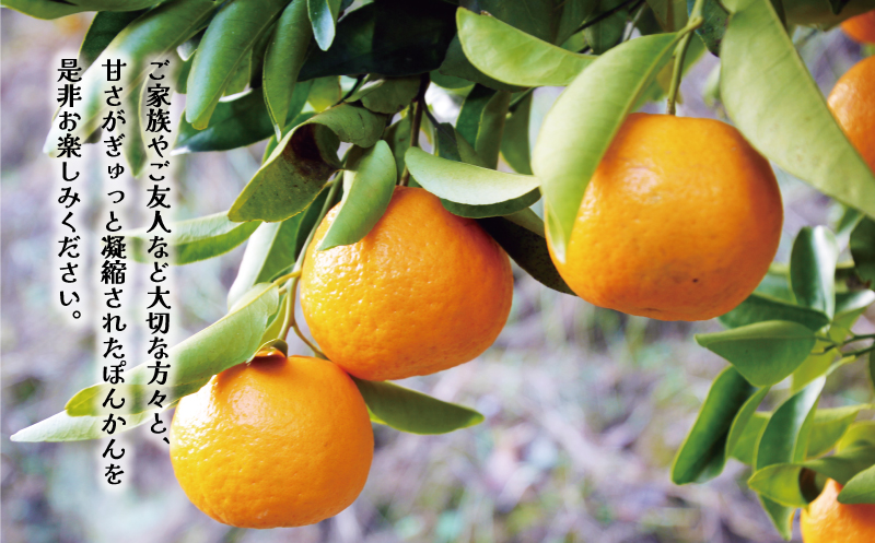 先行予約 訳あり ポンカン 5kg 7000円 ぽんかん みかん mikan 蜜柑